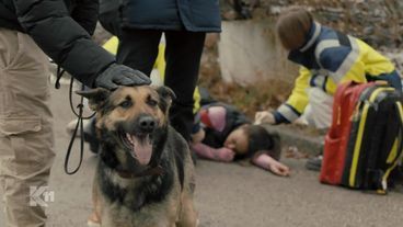 Zeuge mit vier Pfoten