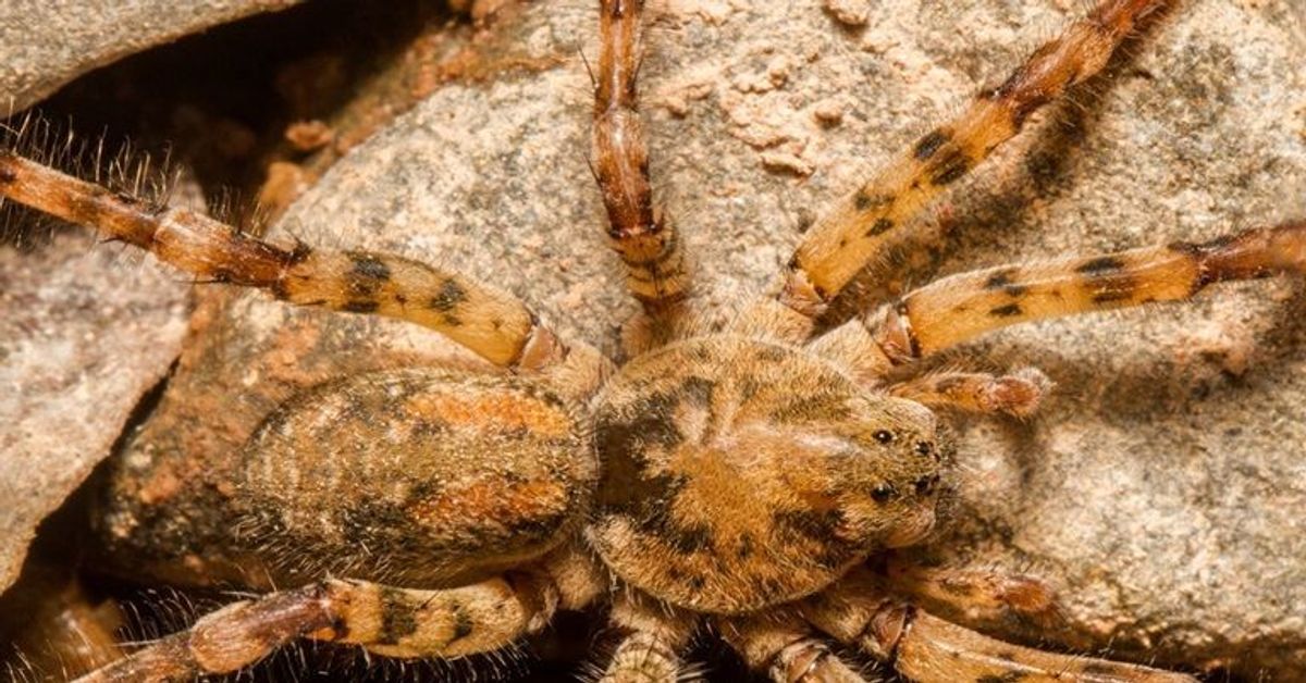 Gift-Spinne breitet sich in Deutschland aus