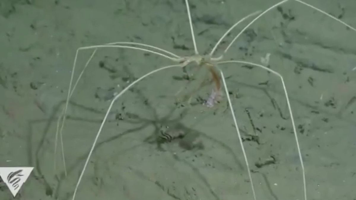 Gruseliges Video: Riesen-Spinne saugt ihre Beute in 3.600 Metern Tiefe aus