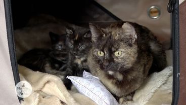 Eine Katzenfamilie zum Verlieben 