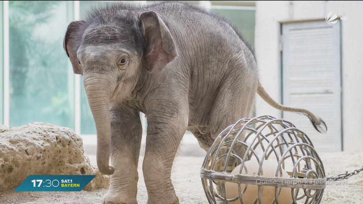 Trauer im Münchner Tierpark Hellabrunn: Elefant Otto ist tot