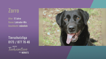 Unkomplizierter Familienhund: Labrador-Mix Zorro