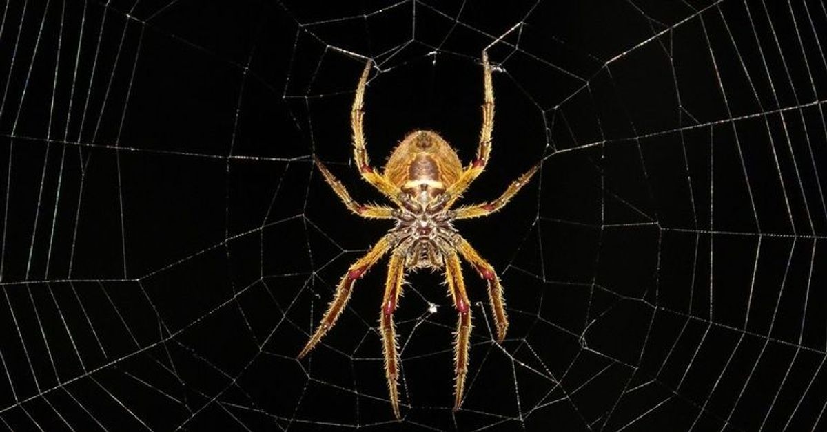 Angst vor Spinnen? Diese Farbe sehen die Krabbeltiere nicht