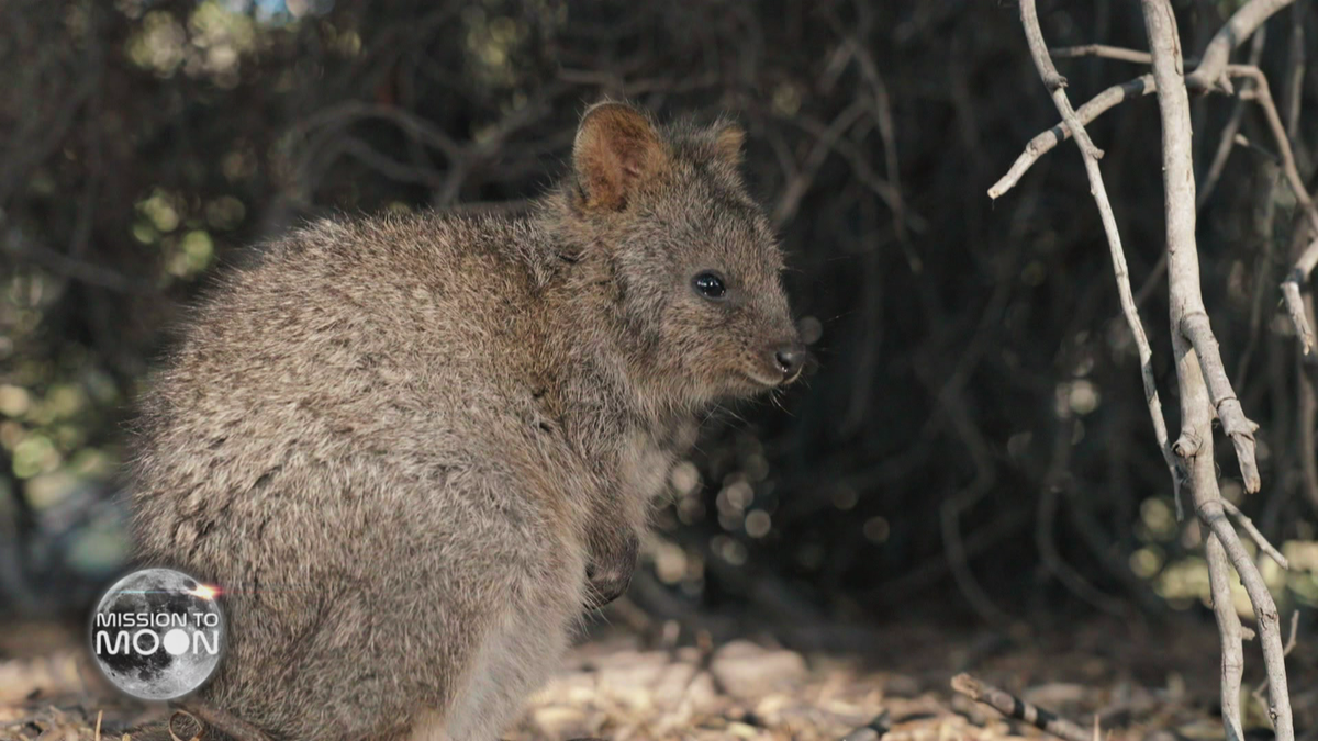 Süß, süßer, Quokka! Der Instagram-Hotspot Rottnest Island