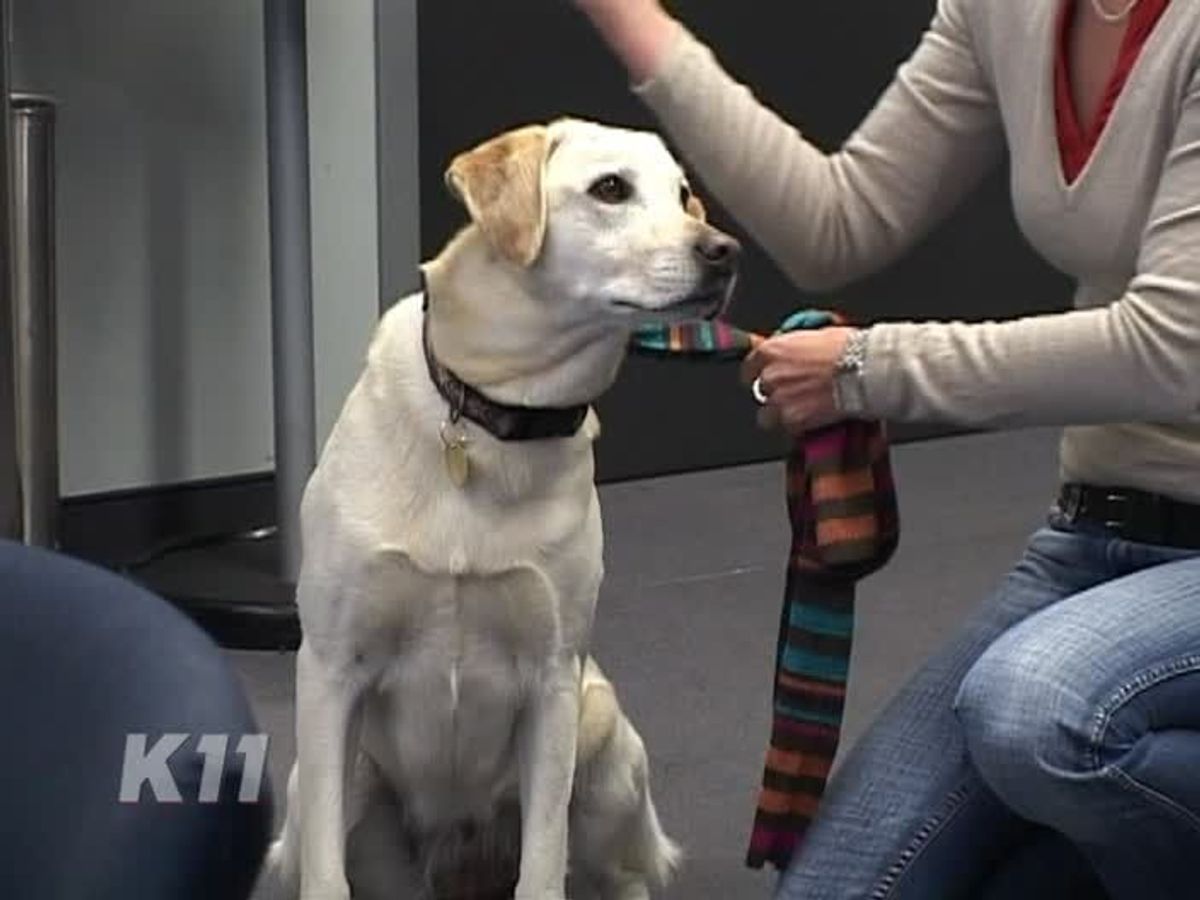 Tierischer Kronzeuge
