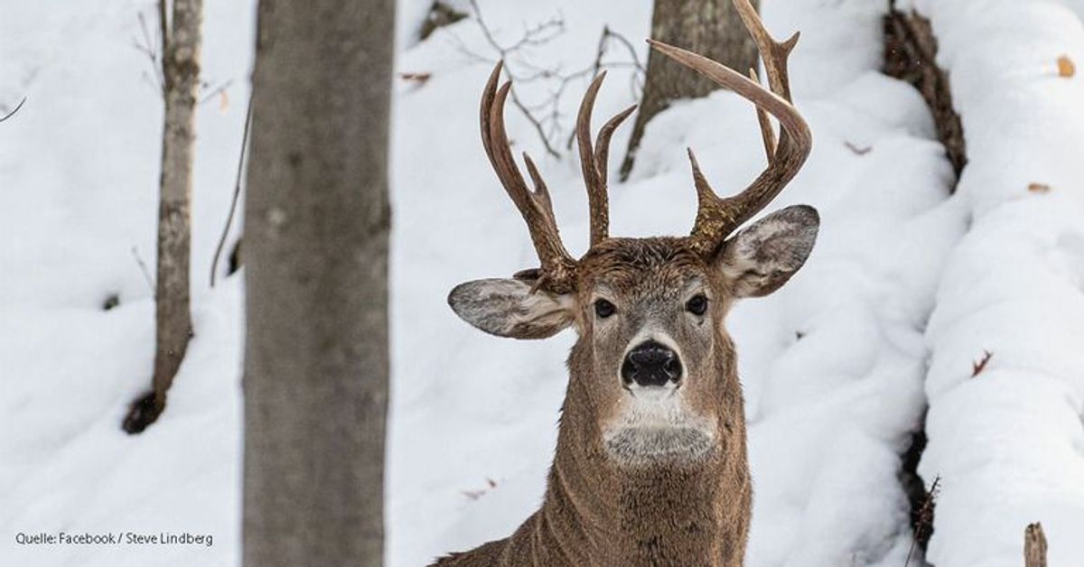 Seltene Aufnahmen: Hirsch mit skurrilem Geweih gesichtet