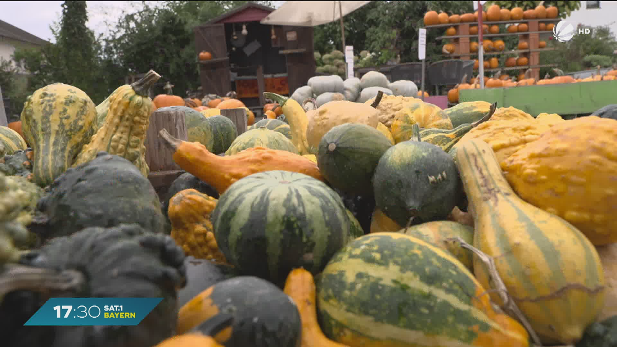 Herbst in Bayern: Wie steht es um die Kürbisse?