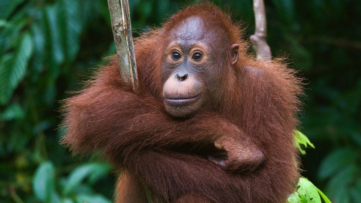Orang-Utans: Vom Aussterben bedroht