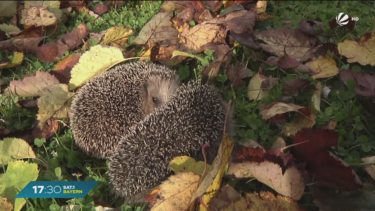 Igel-Challenge in Bayern: Meldeaktion zur Bestandsaufnahme