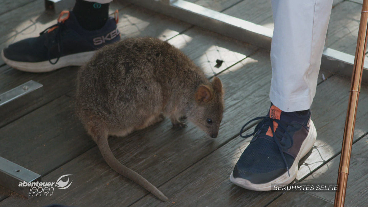 Quokka-Fieber: Das Geheimnis hinter den süßesten Selfies der Welt