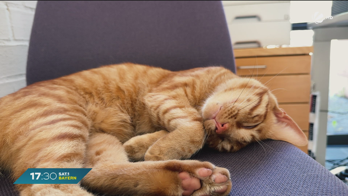 Tierischer Mitbewohner im Amtsgericht Starnberg: Kater “Spezi” findet Zuhause