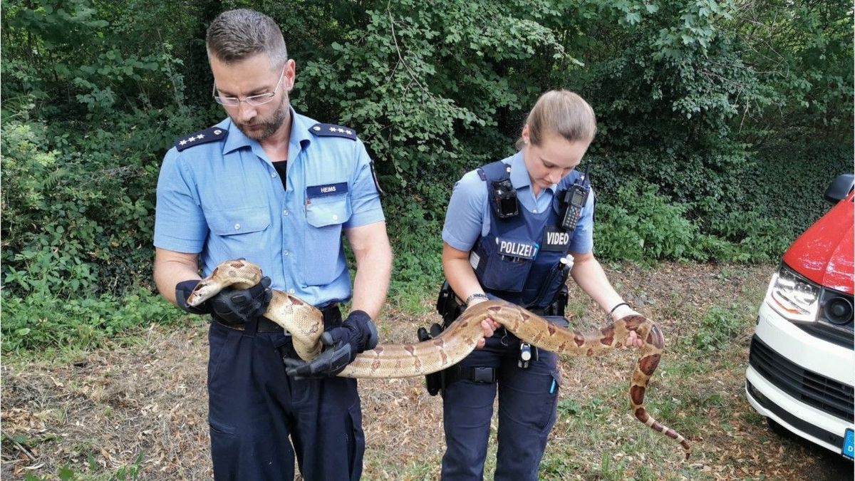 Boa in Boppard: Riesenschlange in Rheinland-Pfalz aufgetaucht