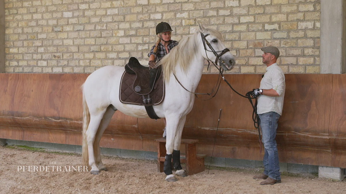 Zurück zum Reitpferd: Schafft Peri es den Reiter zu akzeptieren?