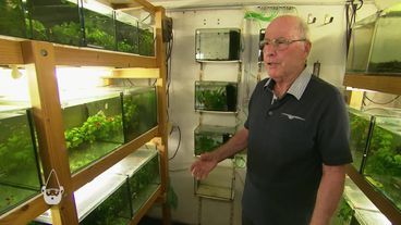 Schrebergärtner & Fischzüchter Robert präsentiert seine Aquarien