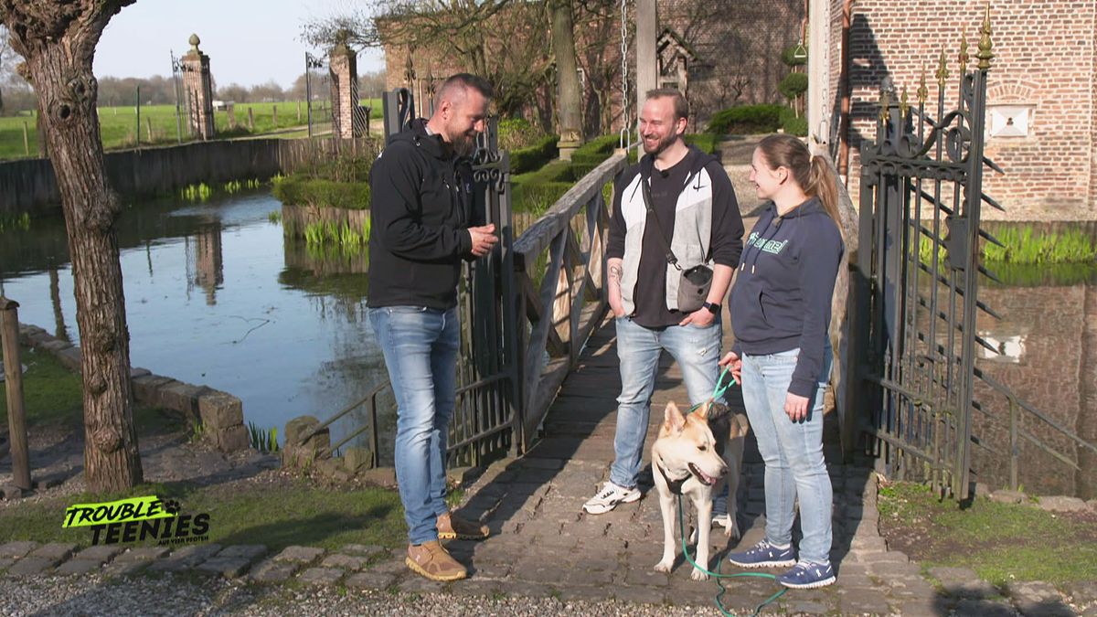 Abschlussprüfung für Husky Akita-Mix Nanook