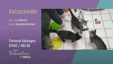 Verspielte Katzenkinder für Familien und Katzenanfänger