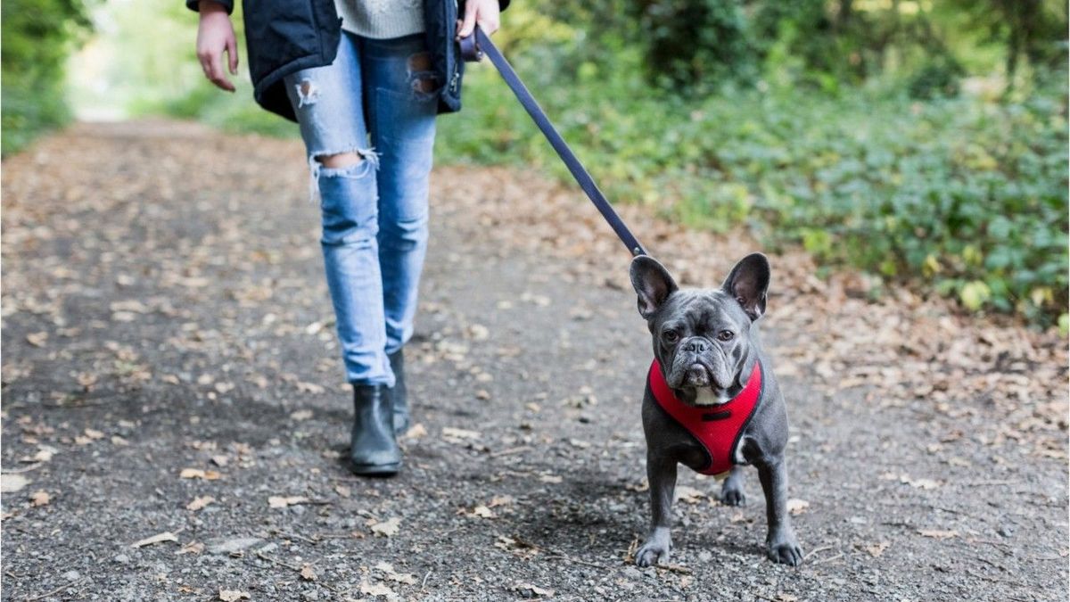 Bundesregierung plant Gassi-Zwang: Hunde müssen zweimal am Tag raus