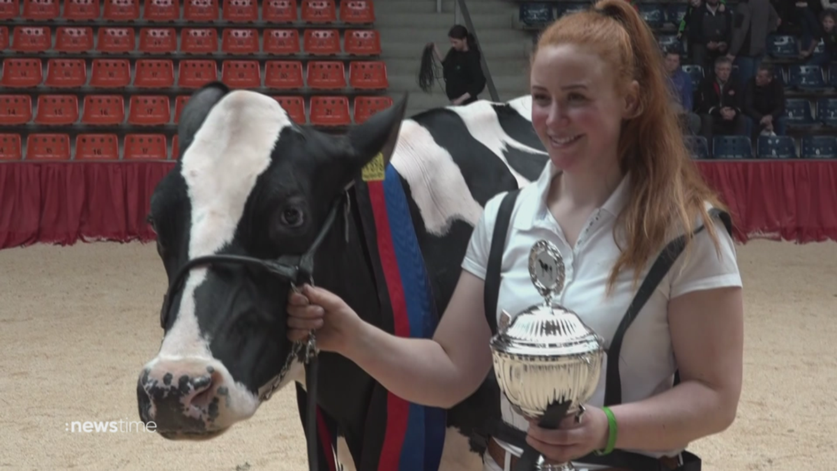 "Miss Ostfriesland 2024" gekürt: Sie heißt Pamela und ist eine Kuh