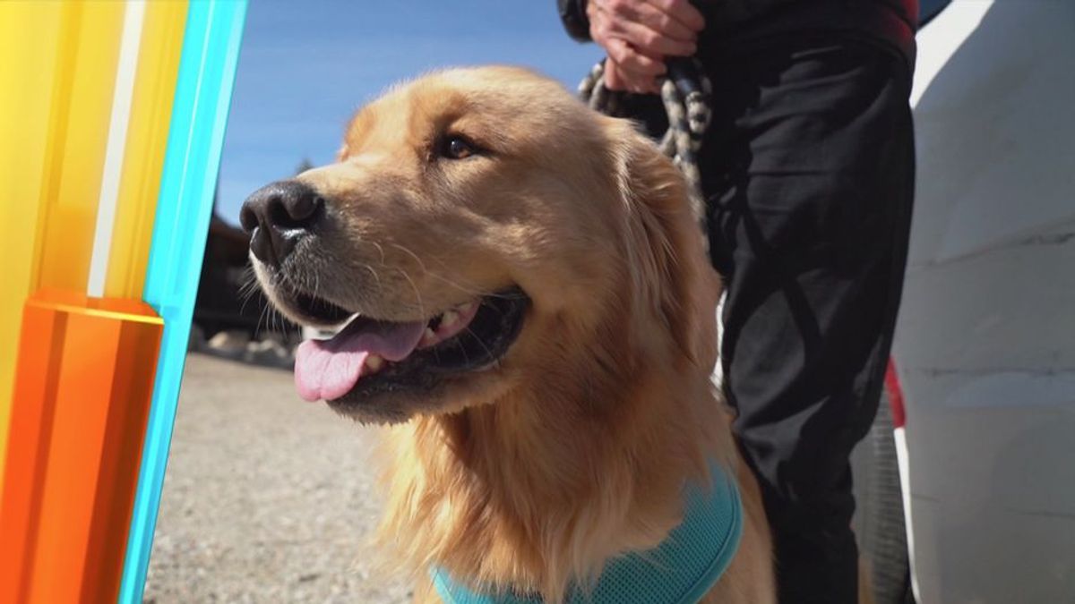 Bürgermeister auf vier Pfoten: Golden Retriever regiert US-Stadt