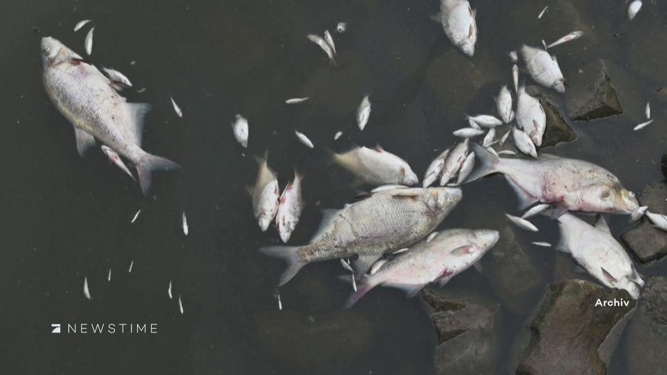 Fische bedroht: Umweltministerin will neues Massensterben in Oder verhindern