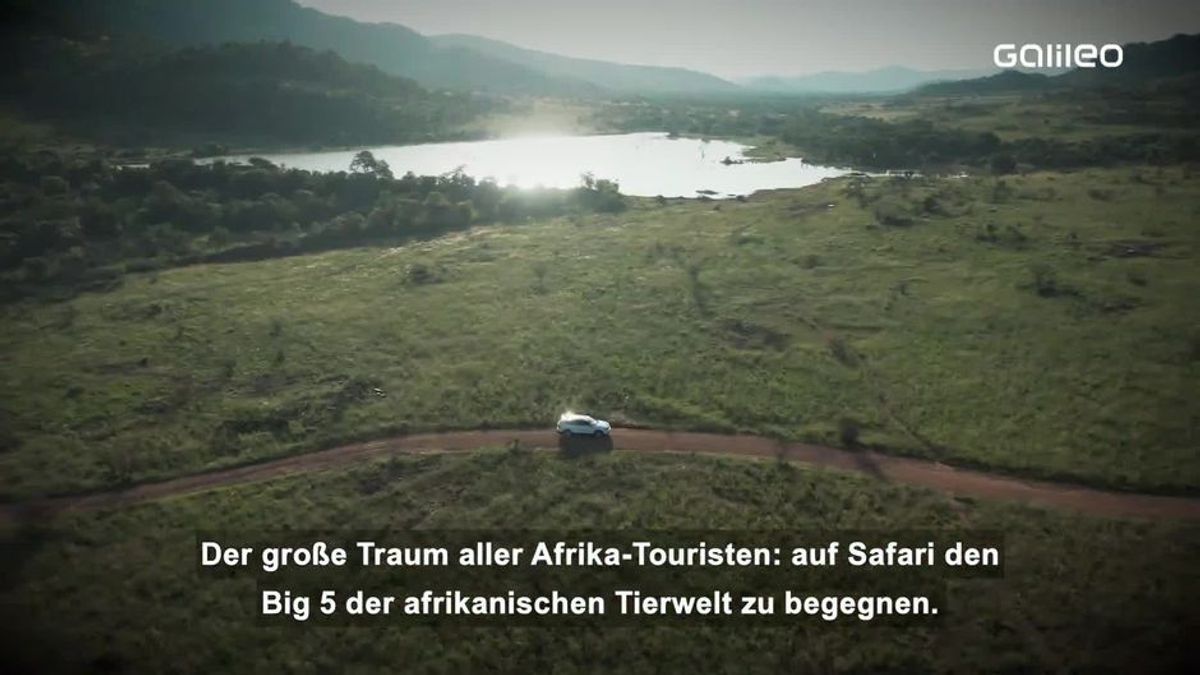 Safari in Deutschland: Die Big Five der Alpen