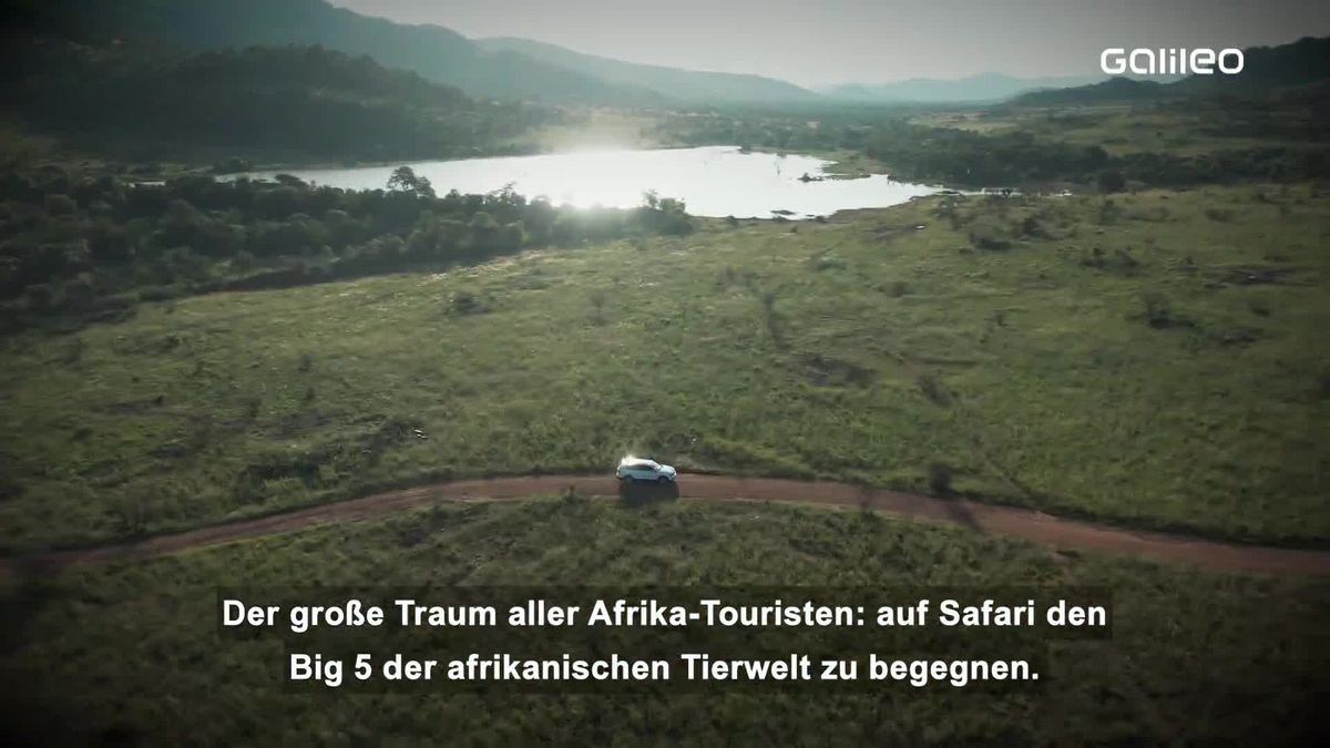 Safari in Deutschland: Die Big Five der Alpen