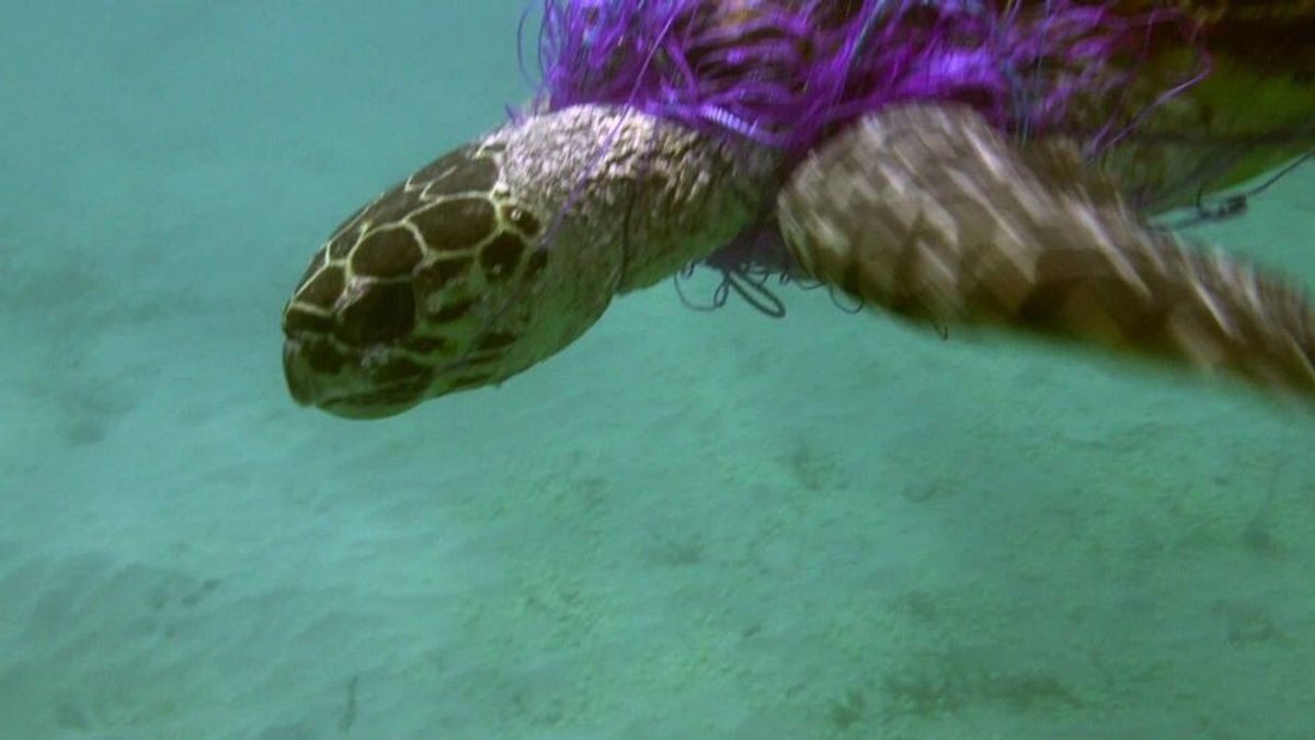 In 2-Stunden-Aktion: Fischer retten 600 Kilo-Schildkröte