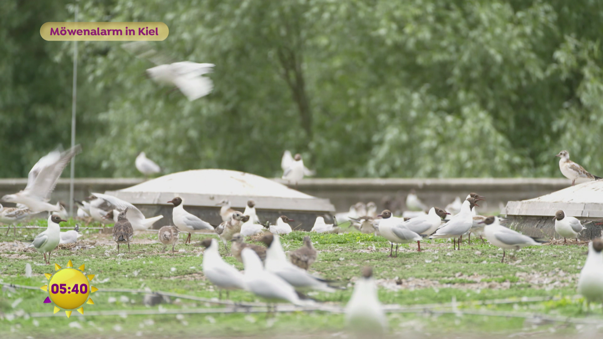 Möwenalarm in Kiel