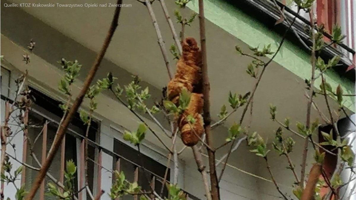 Weder Beine noch Kopf: Frau schlägt Alarm wegen unheimlicher "Kreatur" im Baum