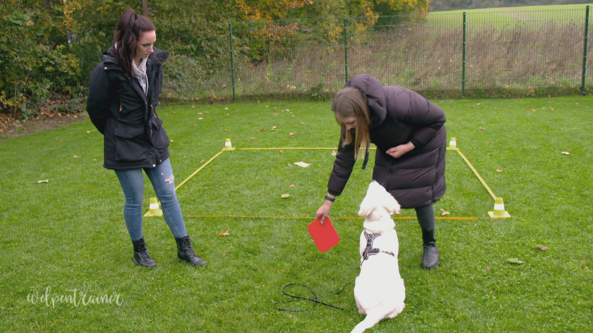 Klassenausflug zum Obedience-Training 