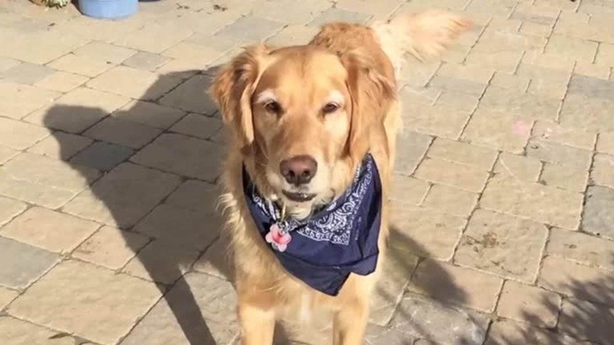 Fritz, der hungrige Retriever