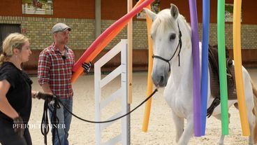 Leichte Sprache: Der Pferdetrainer: Tipps von Experten für Besitzer