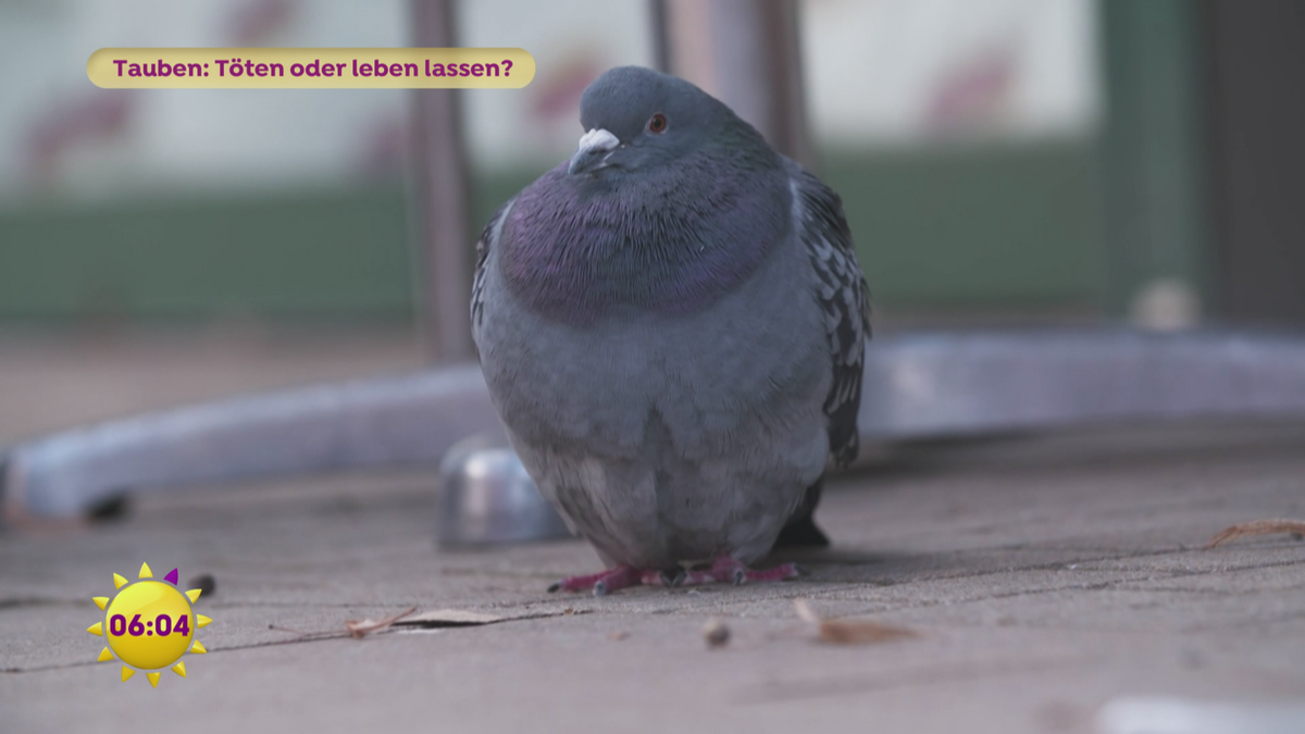 Tauben: Töten oder leben lassen?