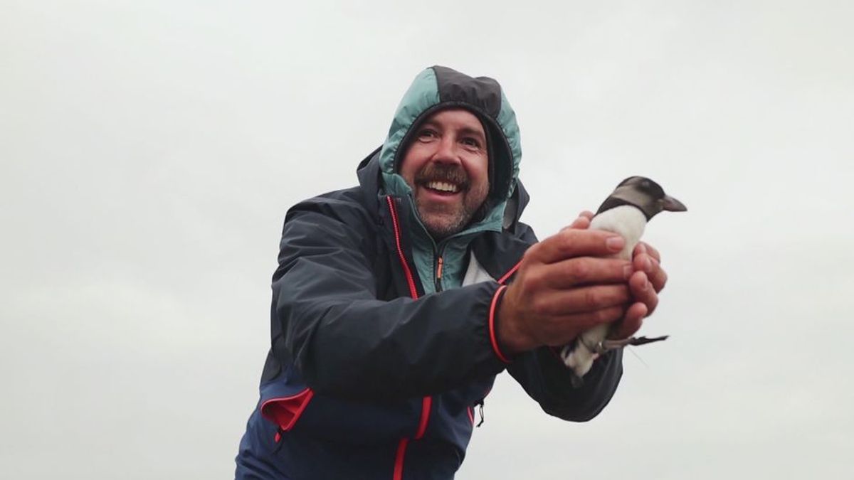 Puffling Patrol: Steile Klippen, kleine Küken und ein kräftiger Wurf