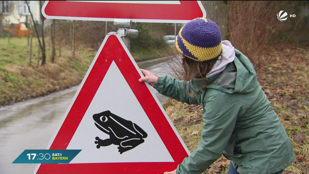 Vorsicht auf Bayerns Straßen: Amphibien-Wanderung im Frühjahr