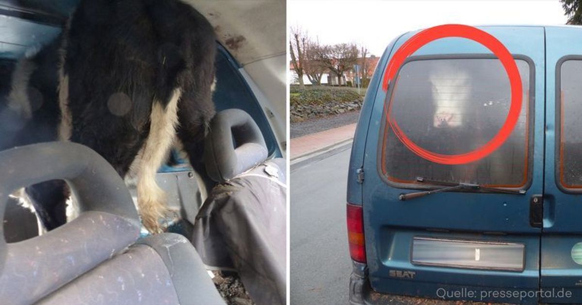 Rind im Auto: Polizei stoppt Kombi mit ungewöhlicher Ladung