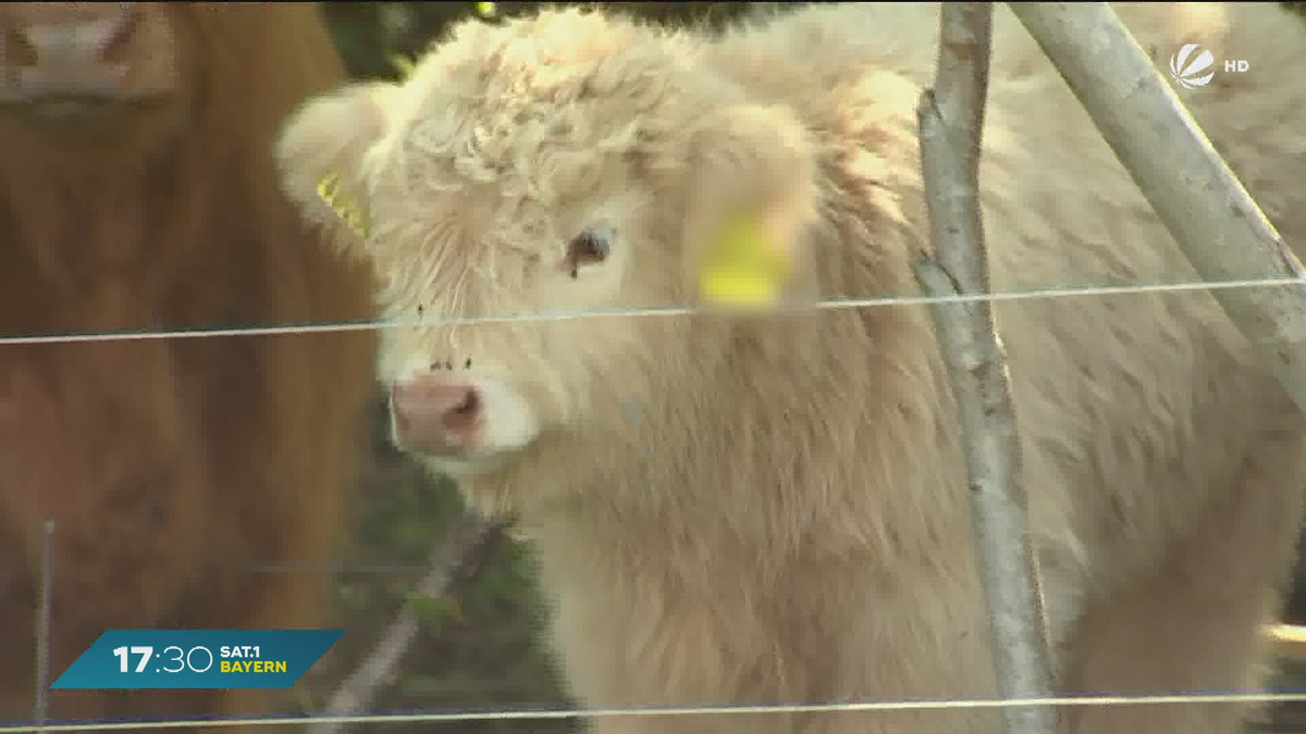Tierische Trassenpflege für sichere Stromleitungen: Kälbchen Moritz im Einsatz
