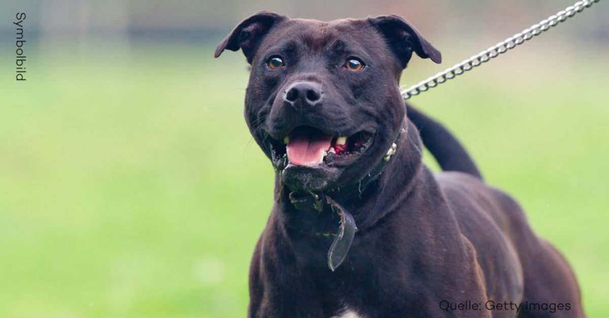 Tödliche Kampfhund-Attacke: Frauchen von zwei Pitbulls zerfleischt