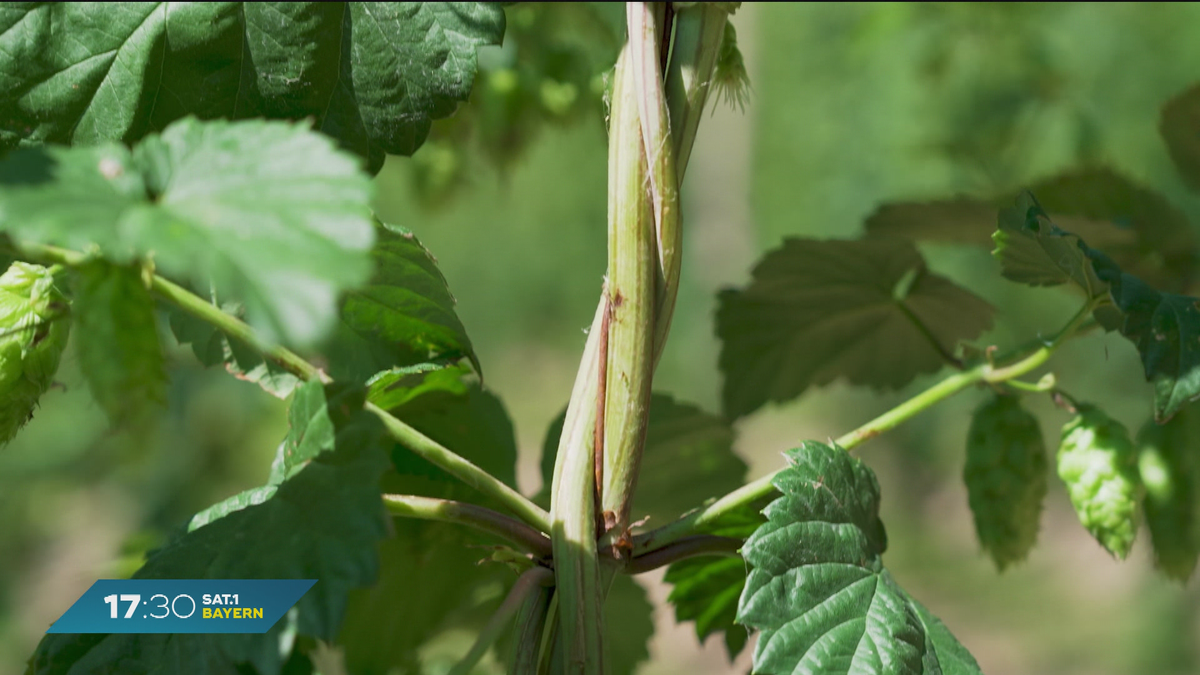 Nei g’schaut in Oberbayern: Hopfen aus der Hallertau