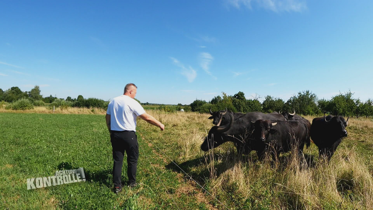 Artgerechte Haltung von Wasserbüffeln?