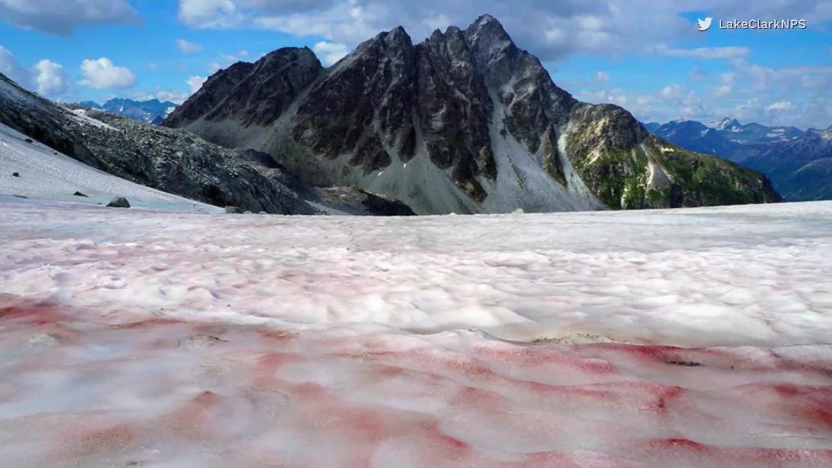 Verstörendes Naturspektakel: Der Blutschnee ist zurück