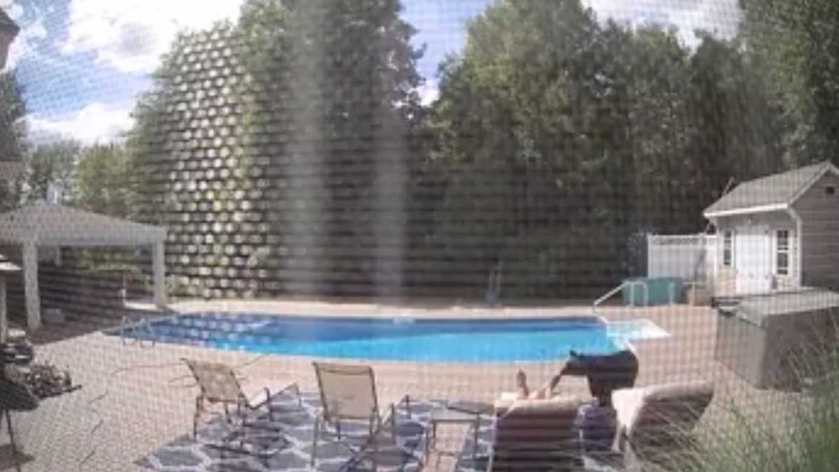 Schrecksekunde: Mann wird von Bär in Garten bei Schlafen geweckt