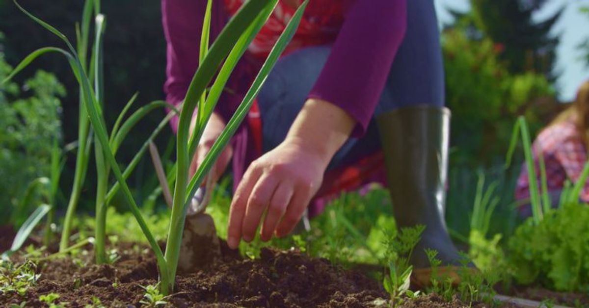 5 Fehler, die Garten Neulinge machen und wie du sie vermeiden kannst