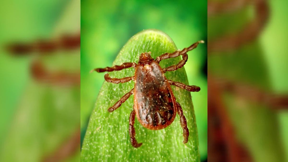 Wissenschaftler warnen: Gefährliche Hundezecke breitet sich aus