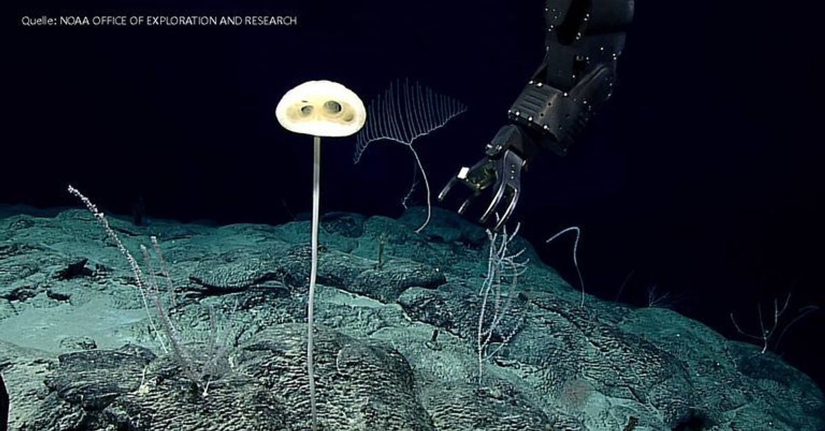 "E.T-Schwamm": Alienartige Kreatur am Meeresboden entdeckt