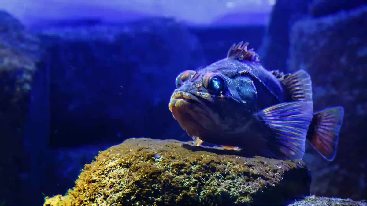 Sensationsfund: Gruseliger Tiefseefisch in der Ostsee entdeckt