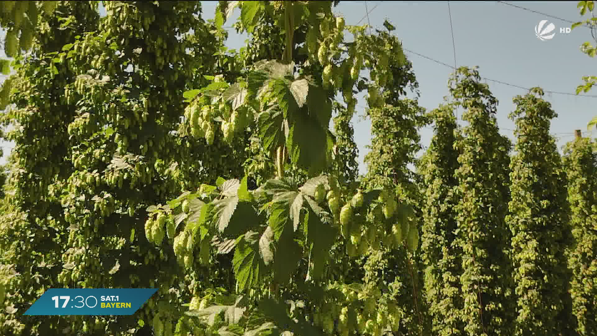 Hopfenblüte in der Hallertau: Erntestart im größten Anbaugebiet der Welt