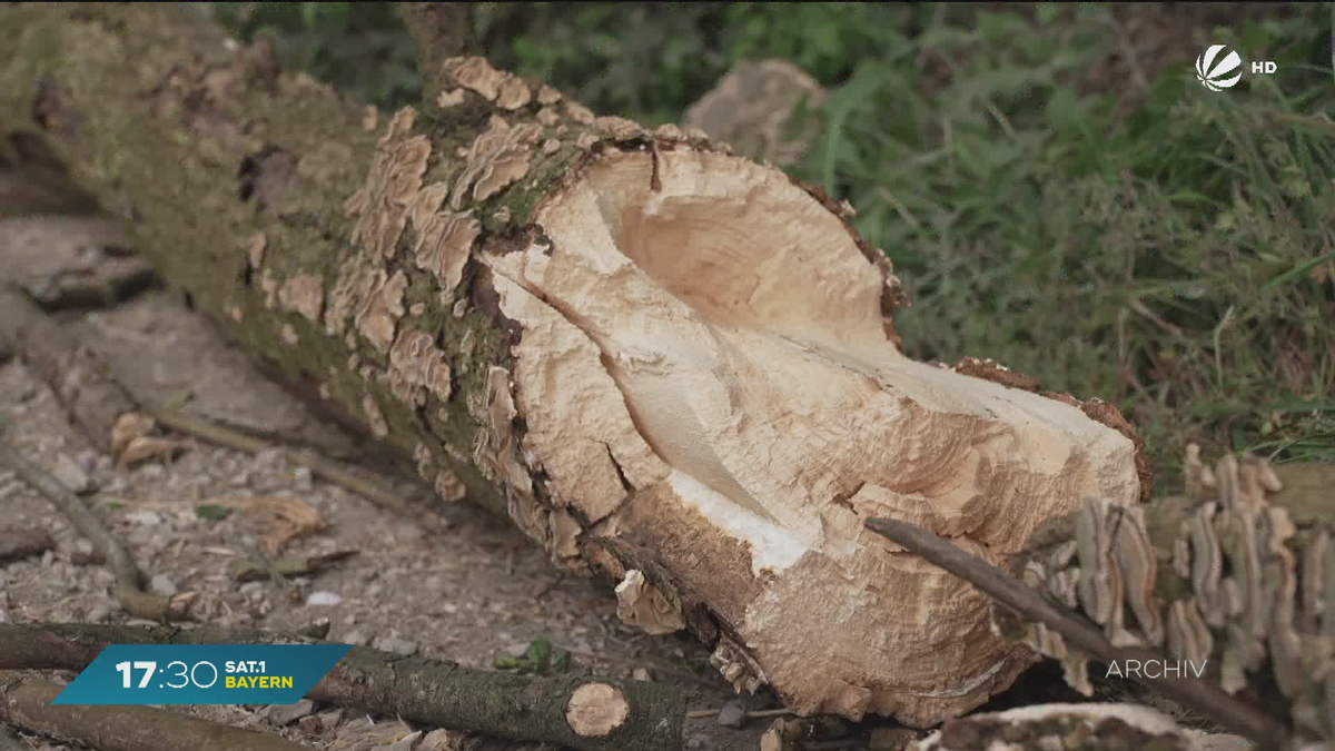 Morscher Baum erschlägt Achtjährigen: Prozess gegen Grundstücksbesitzer