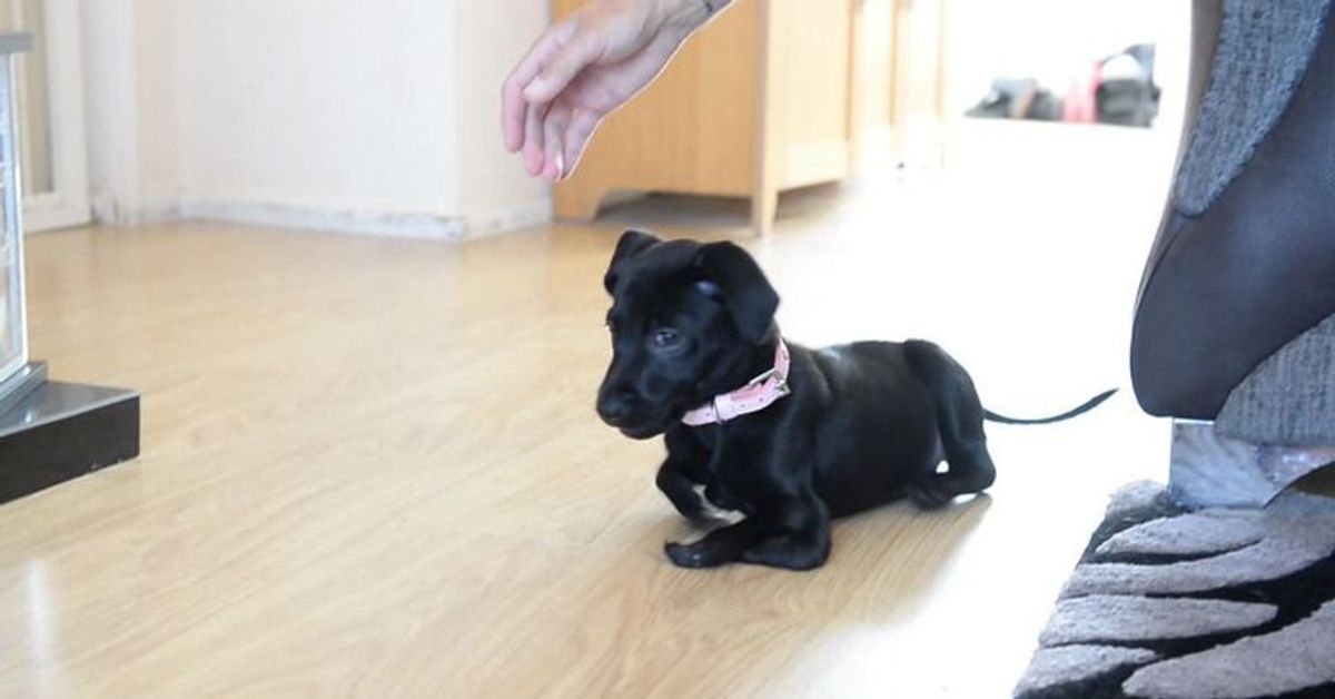 Dieser Hund wurde mit sechs Pfoten geboren