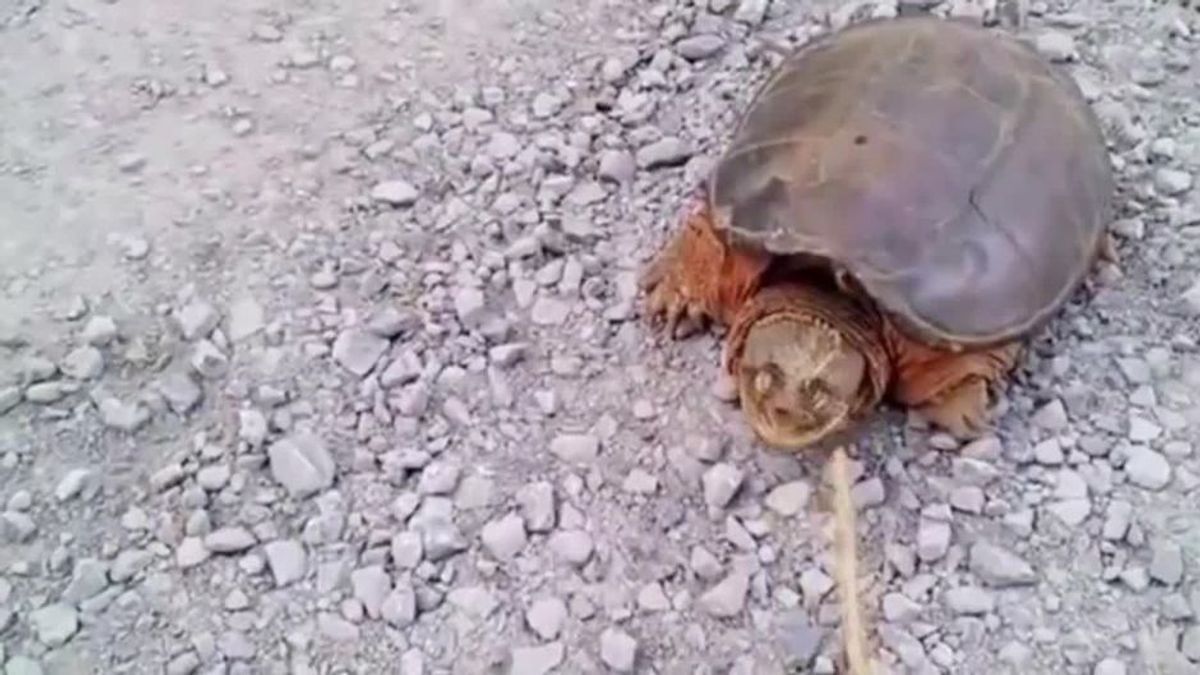 Teaserbild Schildkröte
